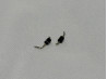 D11 and D19 Diodes from Original Atari Lynx Model 1